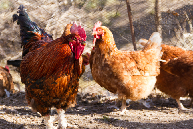 Poule Grippe Aviaire