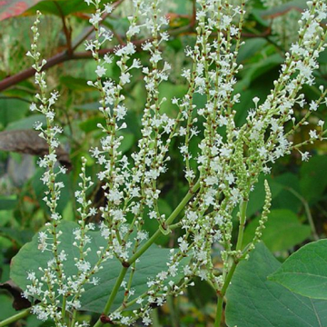 Renouée de Sakhaline (©Erwin Jörg)