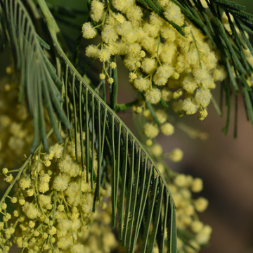 Acacia argenté  (©De Wild)