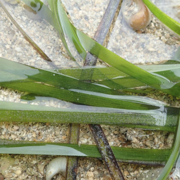 Zostère japonaise (©Benjamin Guichard)