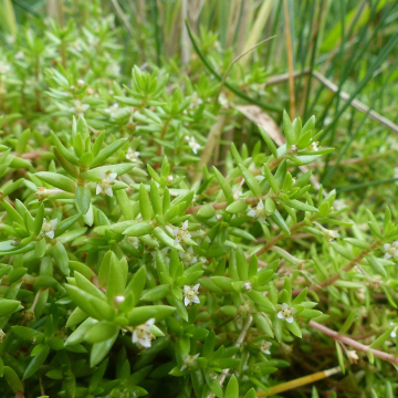 Crassule de Helms (©Benjamin Blondel, CC BY-SA 4.0)