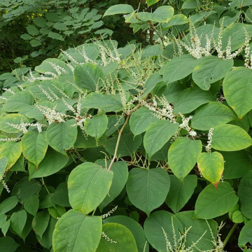 Renouée du Japon (©Guentermanaus/Shutterstock)