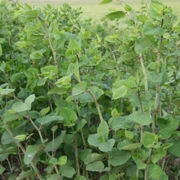 Renouée de Bohême (©Robert Vidéki, Doronicum Kft., Bugwood.org)